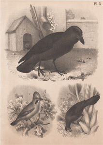 The Nobel Raven, The Common Jay, The Banana Eater